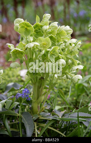 Veratro verde, Helleborus viridis, Ranunculaceae, l'Europa. Britannico di fiori selvatici. Foto Stock