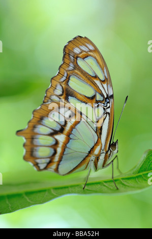 Scarse pagina bamboo butterfly Philaethria didoclose su una foglia Foto Stock