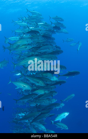 Carangidi obeso Caranx sexfasciatus anche chiamato Jack obeso Roca Partida Island Isole Socorro Messico Foto Stock