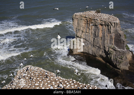 Gannett colonia su Auckland west coast, Muriawai, Nuova Zelanda Foto Stock