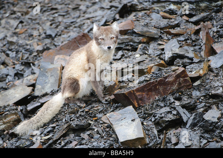 Arctic Fox Vulpes vulpes lagopus in estate la pelliccia in cerca di cibo Foto Stock