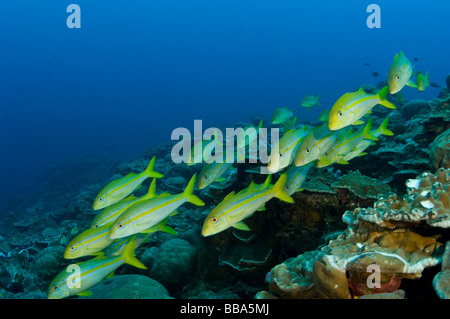 Goatfish messicano, Mulloidichthys dentatus, l'isola di Clipperton Foto Stock