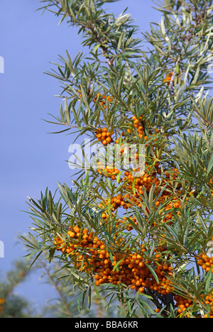 Sanddorn sallow thorn 03 Foto Stock