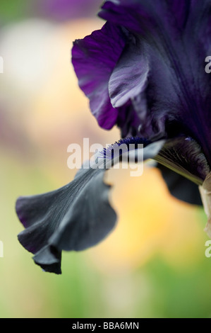 Iris barbuto ciao " tenebre' Fiore Foto Stock