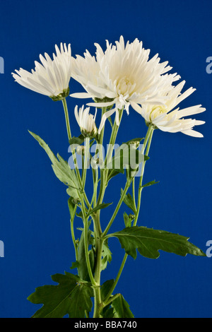 Close-up di qualche bianco crisantemi contro un semplice sfondo blu Foto Stock
