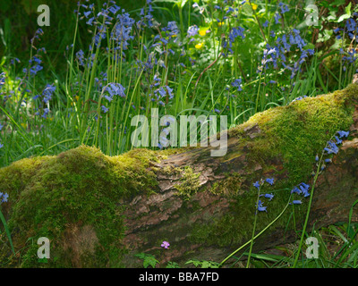 Bluebells crescendo intorno a un muschio coperto caduti tronco di albero su una sun pezzata pavimento woodland Foto Stock