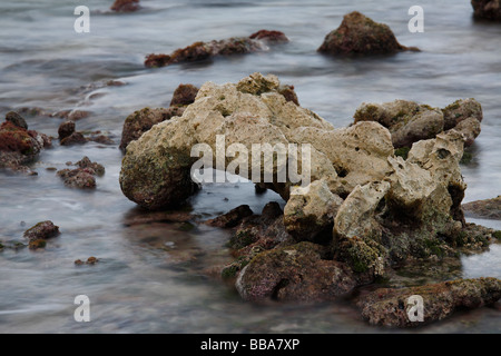 Navigare al rocky coral shorline di Bonaire Antille Olandesi vicino al Karpata sito di immersione Foto Stock