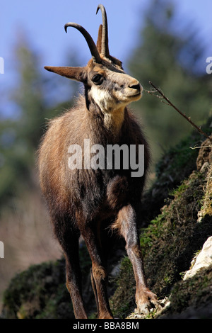 Femmina dei Pirenei Isard camoscio Rupicapra rupicapra pyrenaica Foto Stock