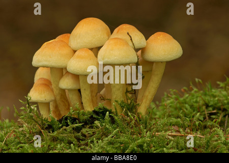 Ciuffo di zolfo Zolfo ciuffo, Clustered Woodlover (Hypholoma fasciculare) Foto Stock