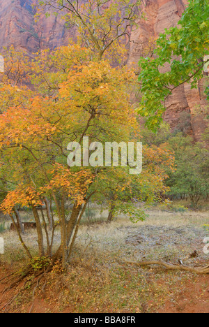 Caduta di fogliame colori contro la parete del canyon nel canyon Zion National Park nello Utah Foto Stock