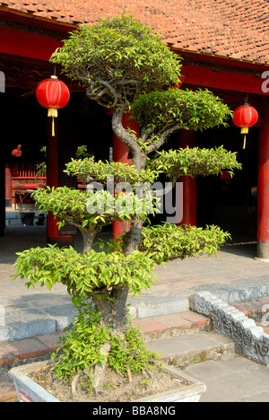 Vecchia Università, il Confucianesimo, albero di bonsai nel cortile di fronte al tempio, il Tempio della Letteratura, Hanoi, Vietnam, sud-est Foto Stock