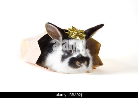 Avvistato bunny in borsa con la stella d'oro isolato Foto Stock