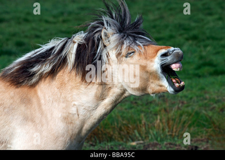 Fiordo norvegese cavallo (Equus przewalskii f. caballus), stallone Foto Stock