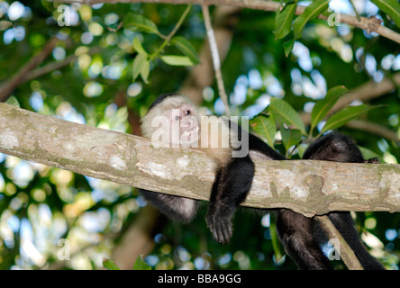 Di fronte bianco-scimmia cappuccino, Costa Rica Foto Stock