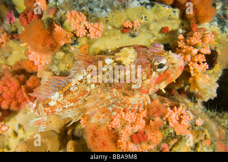 Rosso Signore irlandese Hemilepidotus hemilepidotus sul reef nel sud-est dell Alaska Foto Stock