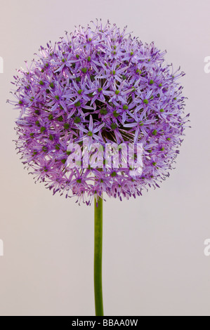 Un viola Allium nel pieno fiore Foto Stock