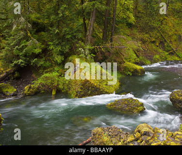 Tanner creek che scorre attraverso la foresta pluviale di primavera Wahclella falls trail in Columbia Gorge National Scenic Area, o Foto Stock