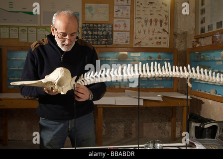 Scienziato che lavora su un delfino scheletro in marine museo di storia naturale di Gallipoli (Puglia, Italia) Foto Stock