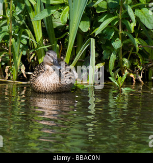 Mallard Duck (Anas platyrhynchos) femmina; Kent Foto Stock