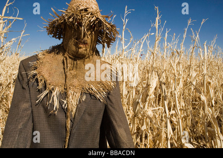 Uno spauracchio in un campo Foto Stock