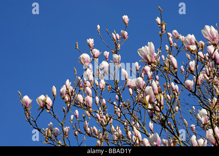 Fiori di Magnolia contro pianura limpido cielo blu Foto Stock