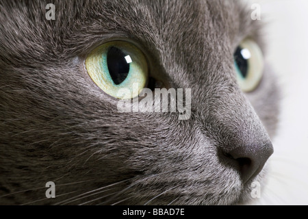 Un gatto domestico, extreme close-up Foto Stock