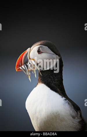 Atlantic Puffin (Fratercula arctica) Foto Stock