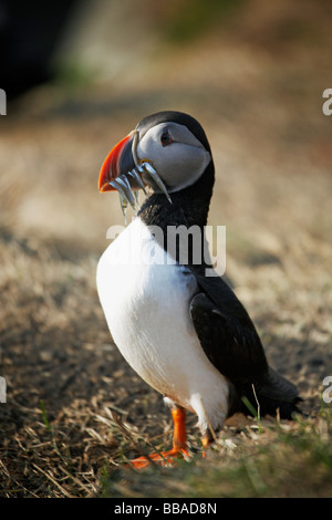 Atlantic Puffin (Fratercula arctica) Foto Stock