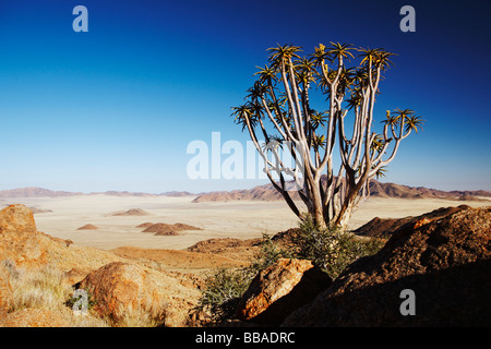 Faretra alberi (Aloe dichotoma) sull'esperienza del deserto Trail, NamibRand Riserva Naturale, Namibia Foto Stock