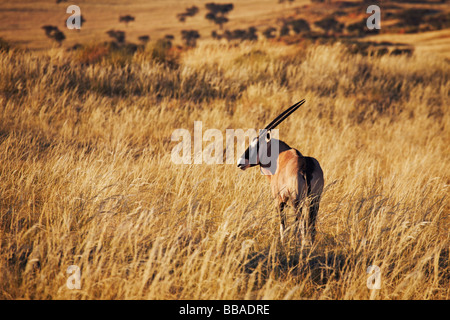 Gemsbok (Oryx gazella), NamibRand Riserva Naturale, Namibia Foto Stock