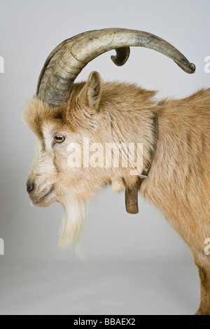 La Capra, studio shot Foto Stock