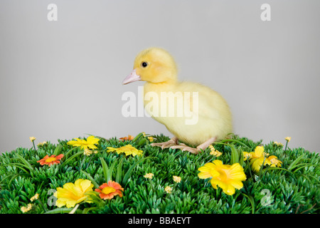 Un anatroccolo su erba artificiale Foto Stock