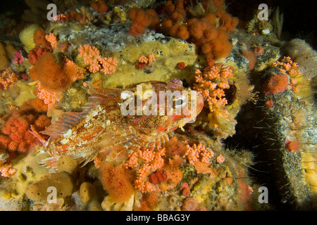 Rosso Signore irlandese Hemilepidotus hemilepidotus sul reef nel sud-est dell Alaska Foto Stock