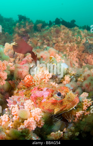 Rosso Signore irlandese Hemilepidotus hemilepidotus sull acqua fredda barriera corallina in Alaska sudorientale Foto Stock