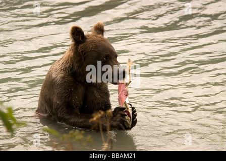 Orso bruno Ursus arctos Foto Stock