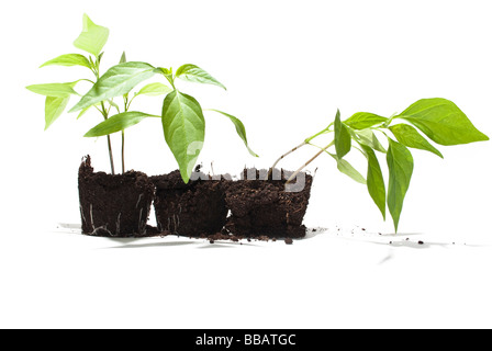 Giovani piante di peperoncino isolato ma ancora nel suolo Foto Stock