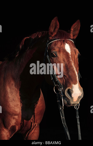 Ritratto di una baia a cavallo su uno sfondo scuro Foto Stock