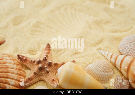 Cockleshell sulla sabbia Foto Stock
