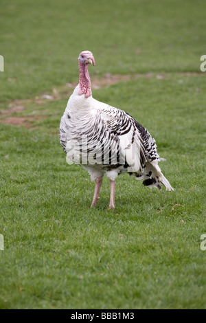 Pied Turchia Foto Stock