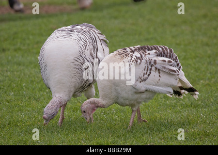 Pied Turchia razza rara Foto Stock