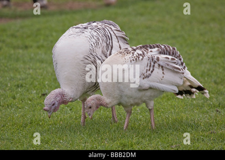 Pied Turchia razza rara Foto Stock