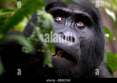 Un gruppo di Nkuringo gorilla di montagna alimentazione sulla vegetazione Foto Stock