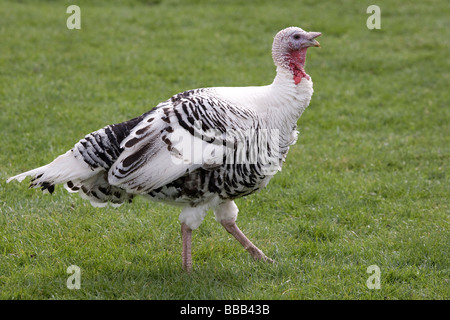 Pied Turchia Foto Stock