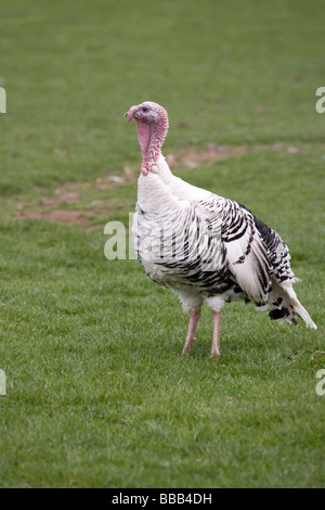 Pied Turchia Foto Stock