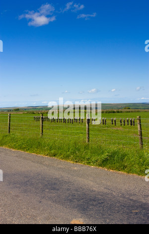 Moli morti intrappolati da un agricoltore appeso per mezzo di linguette sul filo spinato Northumberland rurale Foto Stock