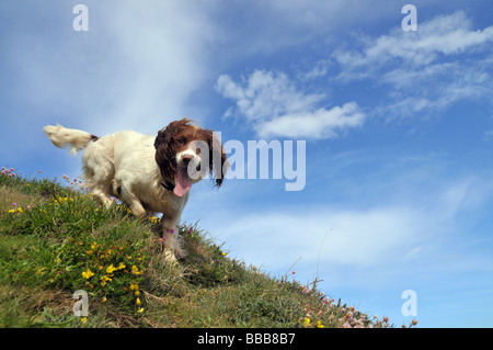 Cerca fino a una springer spaniel scendere su una collina erbosa. Foto Stock