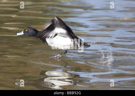 Maschio di Moretta Aythya fuligula in esecuzione e di prendere il volo gli spruzzi di acqua, Gloucestershire, UK. Foto Stock