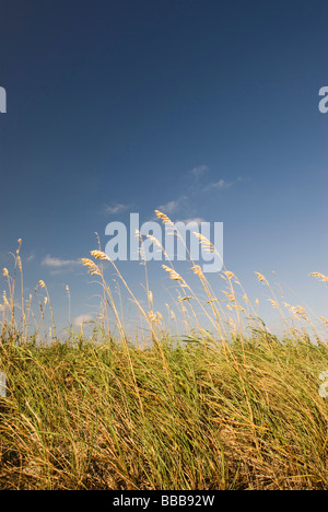 Spiaggia Mare Avena sulle dune Foto Stock