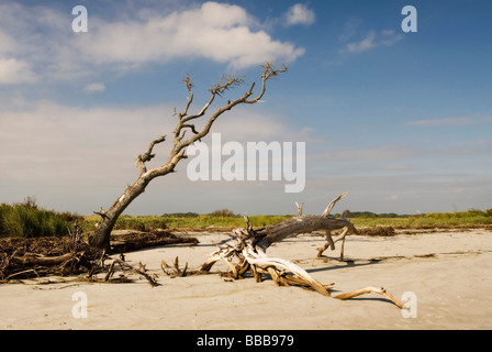 Driftwood sulla spiaggia Foto Stock