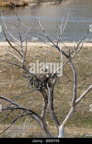 Aquile calve nidificazione lungo il fiume Payette vicino a ferro di cavallo piegare Idaho USA Foto Stock